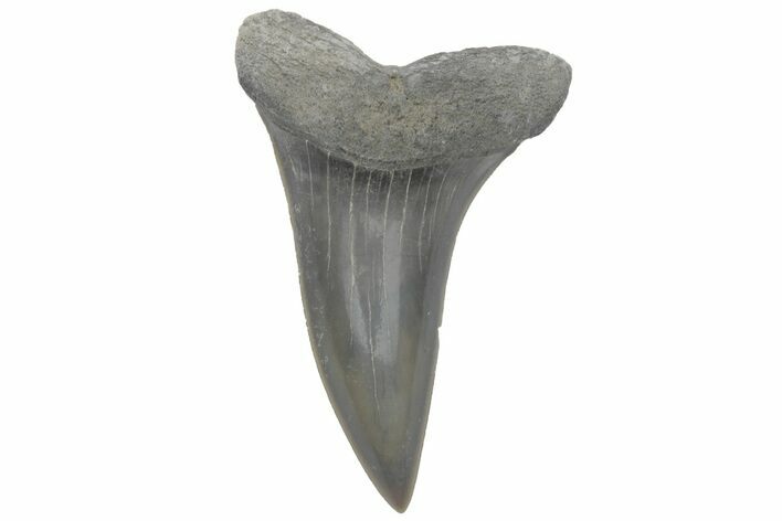 Fossil Mako Tooth - Lee Creek (Aurora), NC #220192
